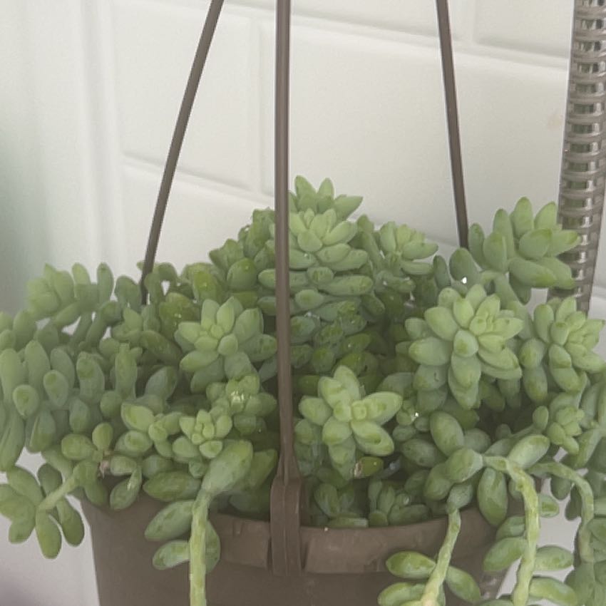 Photo of the plant species Donkey Tail by @UrbaneKaraka11 named Xena on Greg, the plant care app