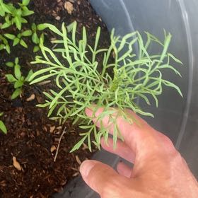 Photo of the plant species Garden Cosmos by @DaringlyAlbo named Sproutacus on Greg, the plant care app