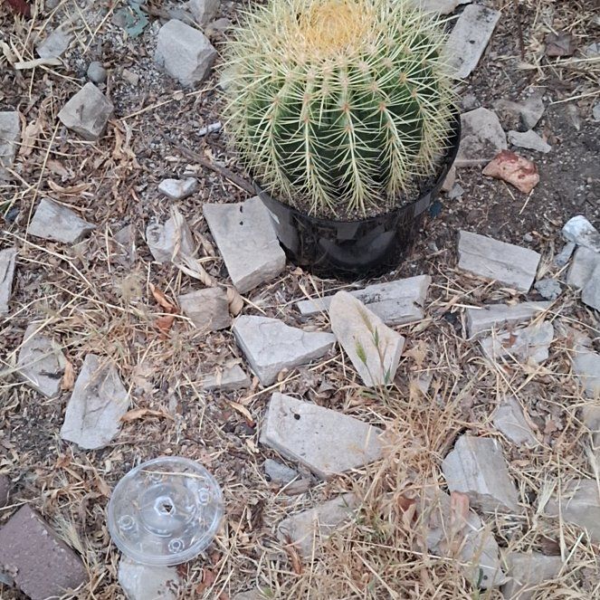 Photo of the plant species Desert Barrel Cactus by @PeakMarimo20 named Spike Leaves on Greg, the plant care app