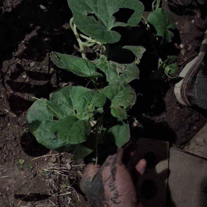 Photo of the plant species Melon by @PeakMarimo20 named Elle on Greg, the plant care app