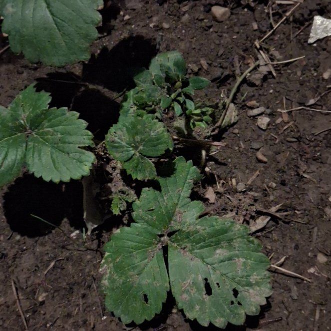 Photo of the plant species Garden Strawberry by @PeakMarimo20 named James Dean on Greg, the plant care app