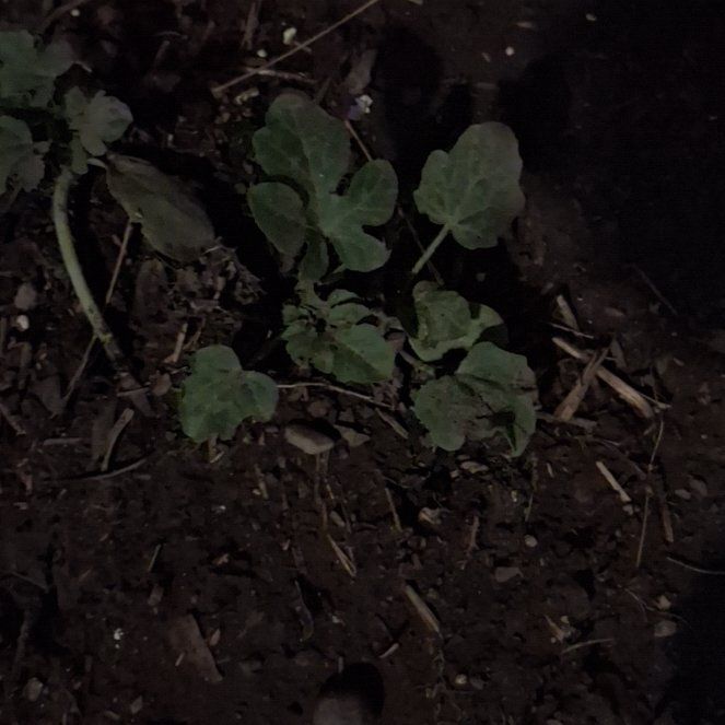 Photo of the plant species Watermelon by @PeakMarimo20 named Kardashian on Greg, the plant care app