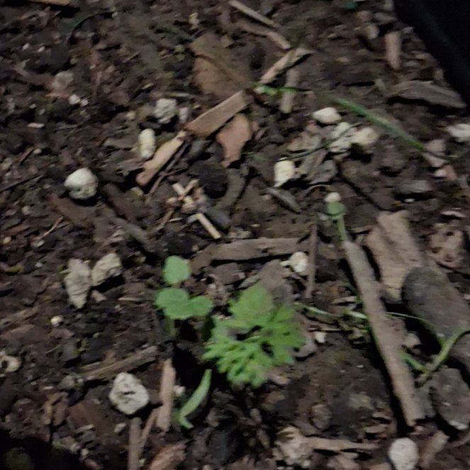 Photo of the plant species Wild Carrot by @PeakMarimo20 named Muhammad Ali on Greg, the plant care app