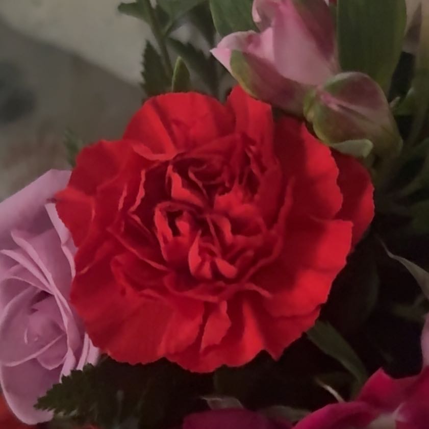 Photo of the plant species Border Carnation by @RadOkra61 named Ulysses S Plant on Greg, the plant care app