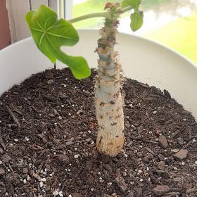 Photo of the plant species Buddha Belly Plant by @SharpSalal99 named Messi on Greg, the plant care app