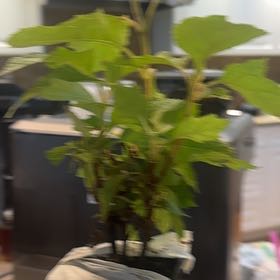 Photo of the plant species Oakleaf Hydrangea by @DinkumPuriri54 named Scarlett on Greg, the plant care app