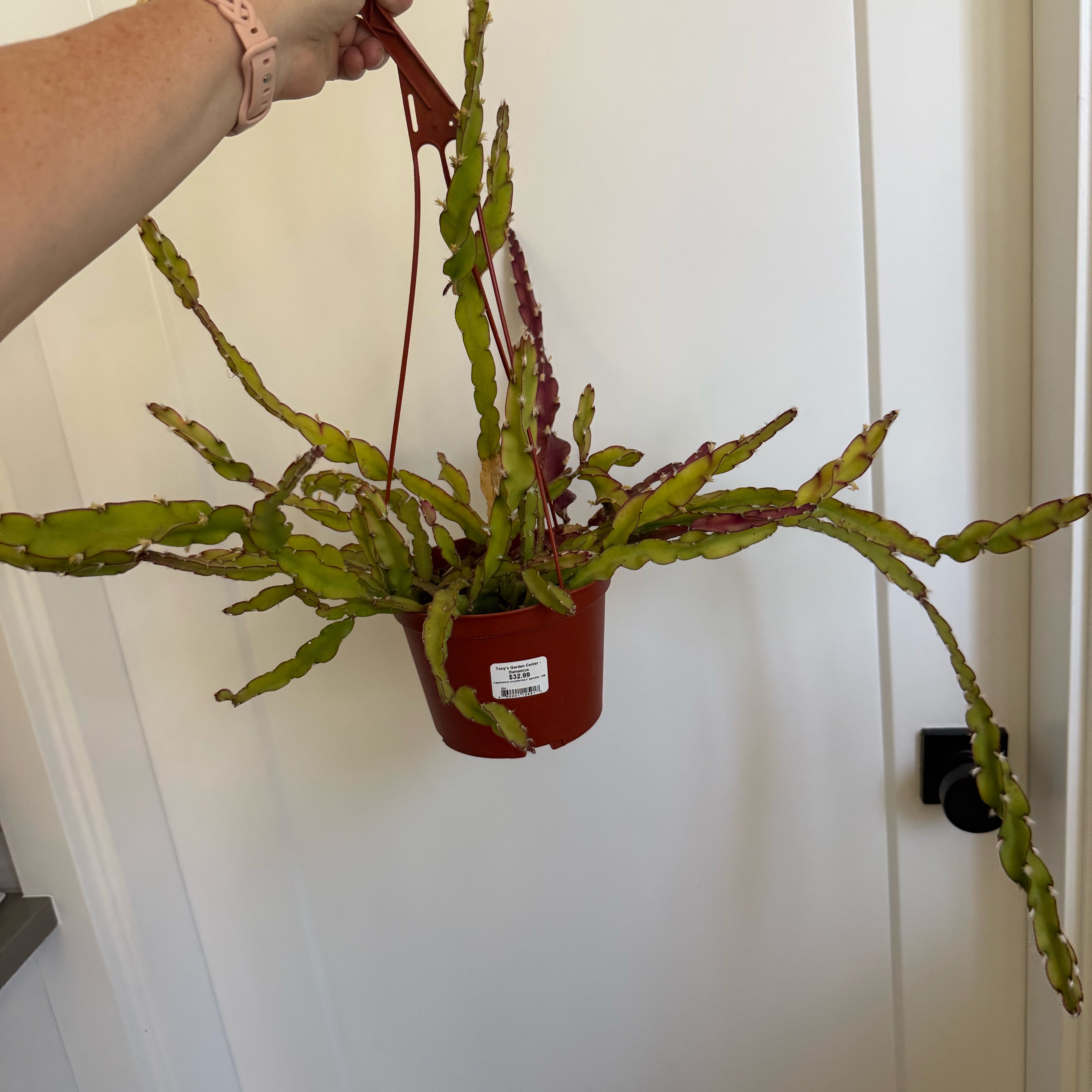 Photo of the plant species Hurricane Cactus by @TopdogGabisan named Hurricane cactus on Greg, the plant care app