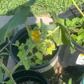 Photo of the plant species Velvetleaf by @SapientGarlic47 named Lebron on Greg, the plant care app