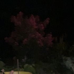 Photo of the plant species Lagerstroemia Indica by @GentleFuchsia74 named Harry on Greg, the plant care app