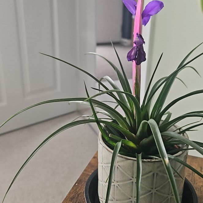 Photo of the plant species Pink Quill by @HipMiro23 named Nemo on Greg, the plant care app
