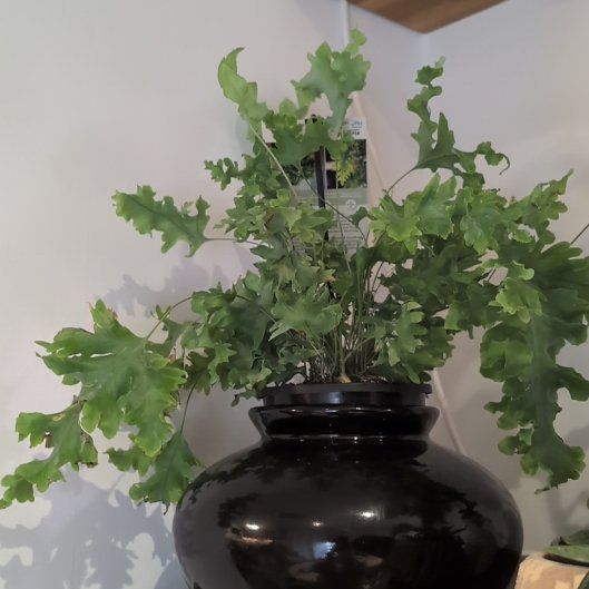 Photo of the plant species Phlebodium 'Davana' by @LovableNeem95 named Planty on Greg, the plant care app