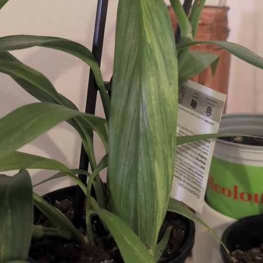 Photo of the plant species Epipremnum amplissimum 'Silver' by @LovableNeem95 named Mochi on Greg, the plant care app