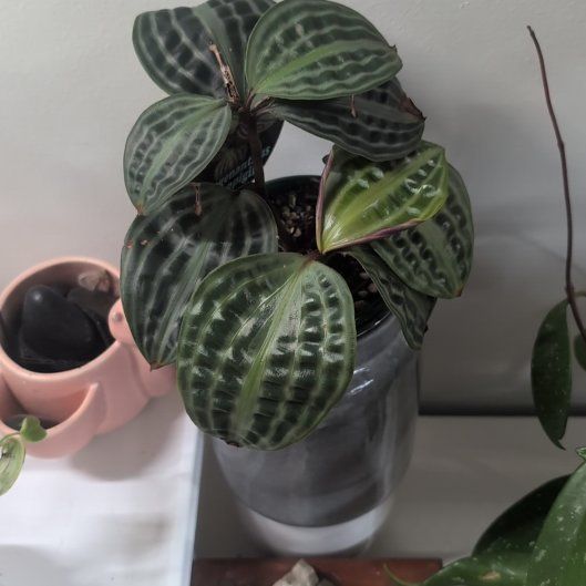 Photo of the plant species Jungle diva 'Roxie' by @LovableNeem95 named Remington on Greg, the plant care app