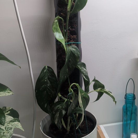 Photo of the plant species Variegated Epipremnum pinnatum by @LovableNeem95 named Zeus on Greg, the plant care app