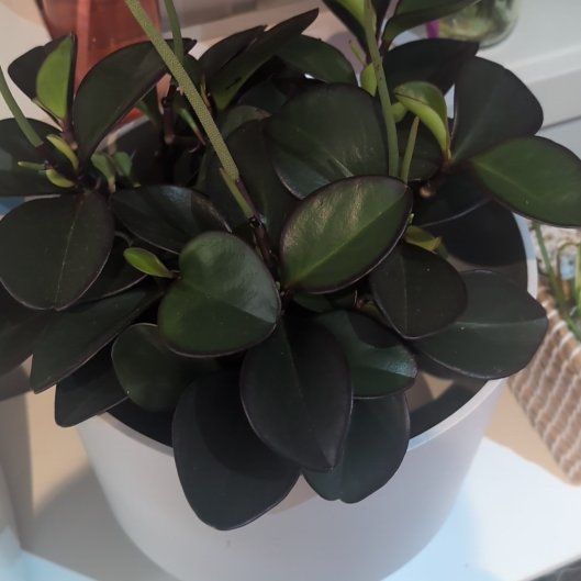 Photo of the plant species Peperomia Red Edge by @LovableNeem95 named Darwin on Greg, the plant care app