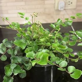 Photo of the plant species Pellaea rotundifolia by @ExcellentIvy named Fernie Mac on Greg, the plant care app