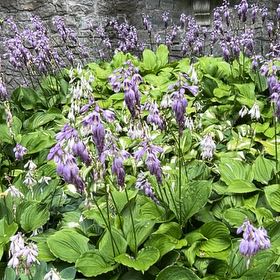 Photo of the plant species Common Bluebell by @ProRoyalflush99 named Drake on Greg, the plant care app