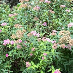 Photo of the plant species Japanese Meadowsweet by @ProRoyalflush99 named Orlando Bloom on Greg, the plant care app