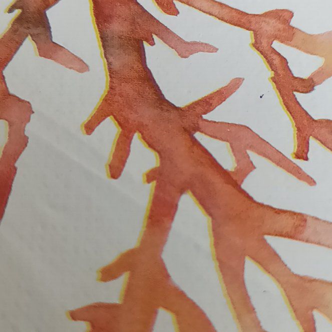 Photo of the plant species Irish Moss by @GlossyNoni13 named Gobi on Greg, the plant care app