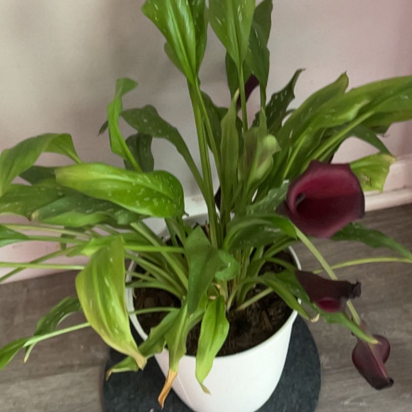Photo of the plant species Zantedeschia rehmannii by @WhizBeans7 named Willow on Greg, the plant care app