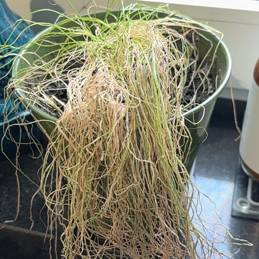 Photo of the plant species Rhipsalis baccifera by @UberZzplant14 named Sahara on Greg, the plant care app