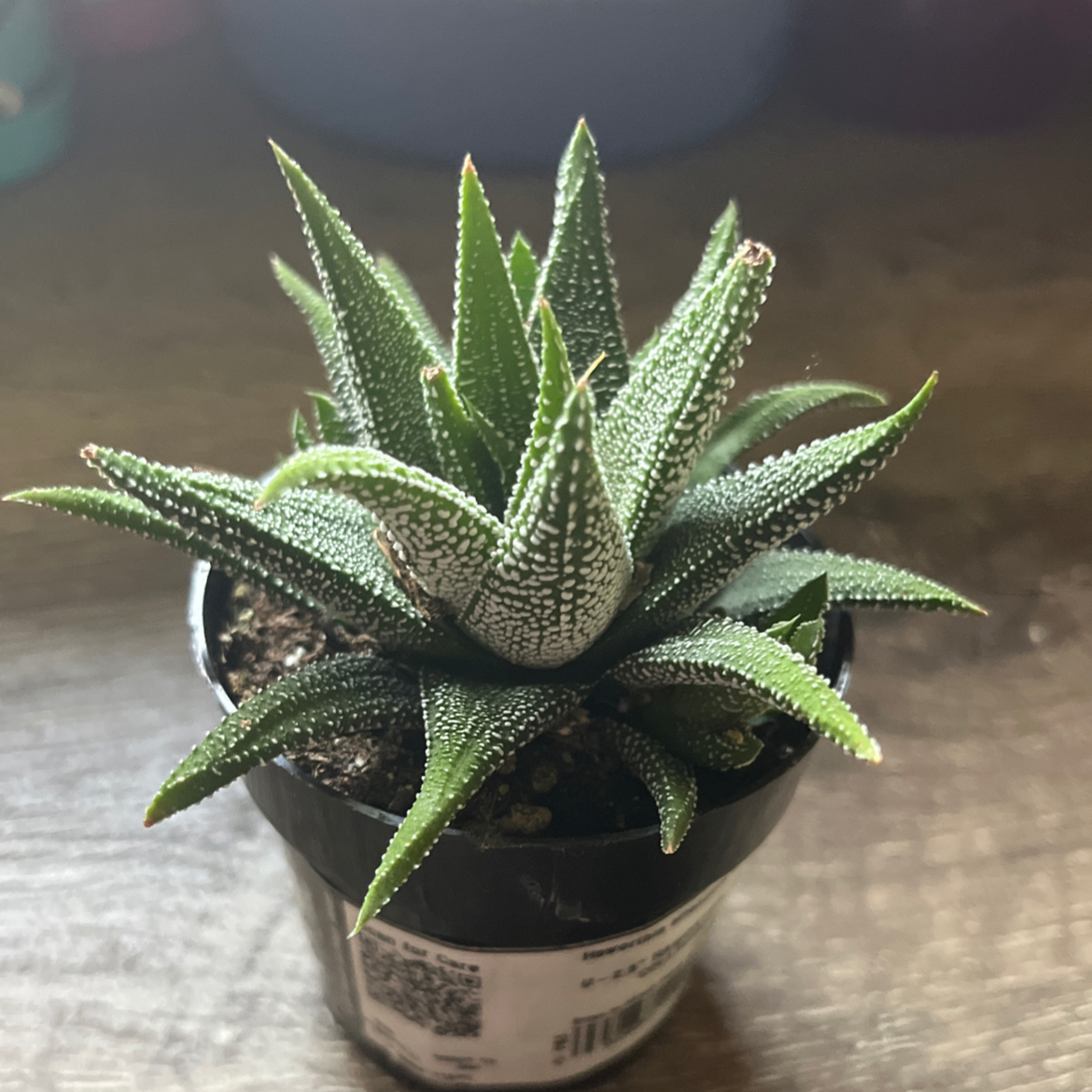 Photo of the plant species Haworthiopsis concolor by @ECG named Demitri on Greg, the plant care app
