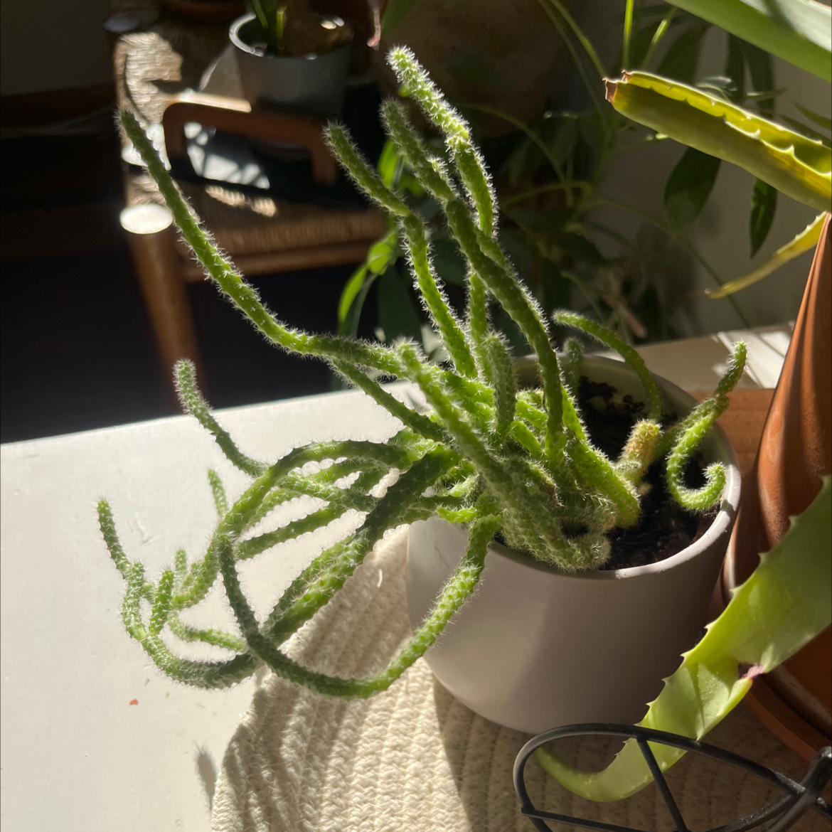 Photo of the plant species Peanut Cactus by @ECG named Peanut cactus on Greg, the plant care app