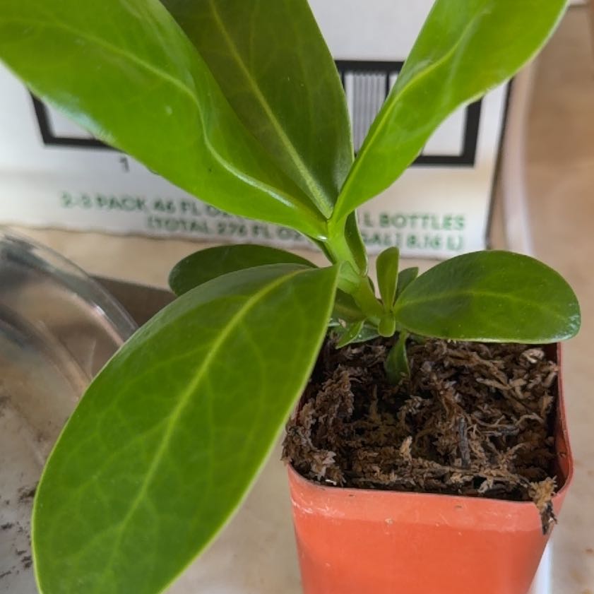 Photo of the plant species Puakenikeni by @FitKudulily32 named Stella on Greg, the plant care app