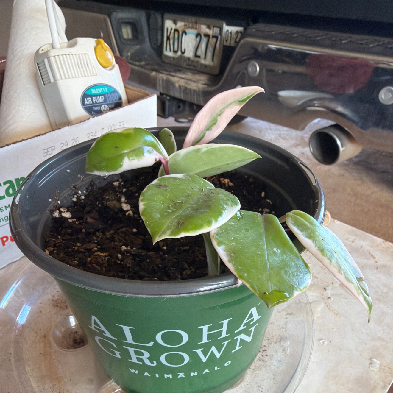 Photo of the plant species Flamingo Hoya by @FitKudulily32 named Queen on Greg, the plant care app