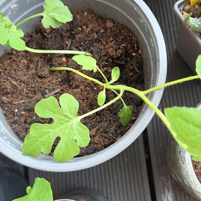 Photo of the plant species Watermelon by @SociableCowslip named Treeyoncé on Greg, the plant care app