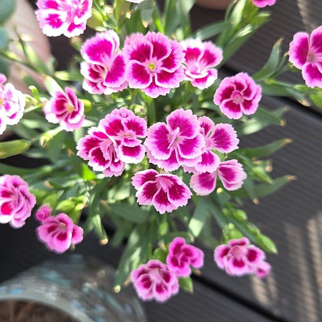 Photo of the plant species Sweet William by @SociableCowslip named Sol on Greg, the plant care app
