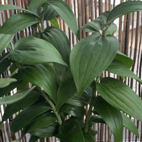 Photo of the plant species Tiger Lily by @PetCuttings84 named Aristotle on Greg, the plant care app