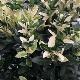 Photo of the plant species Japanese Spindle by @PetCuttings84 named Girlfrond on Greg, the plant care app