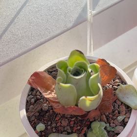 Photo of the plant species Mountain Rose by @MaximusHiro named Leaf Erickson on Greg, the plant care app