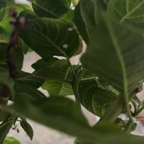 Photo of the plant species English Walnut by @GladWoodruff49 named Delilah on Greg, the plant care app