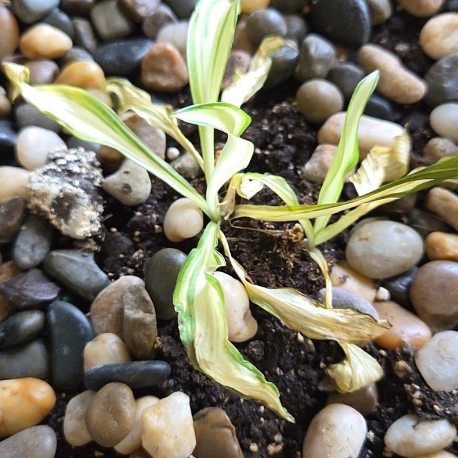 Photo of the plant species Sea Daffodil by @PeppyAgarito15 named Mando on Greg, the plant care app