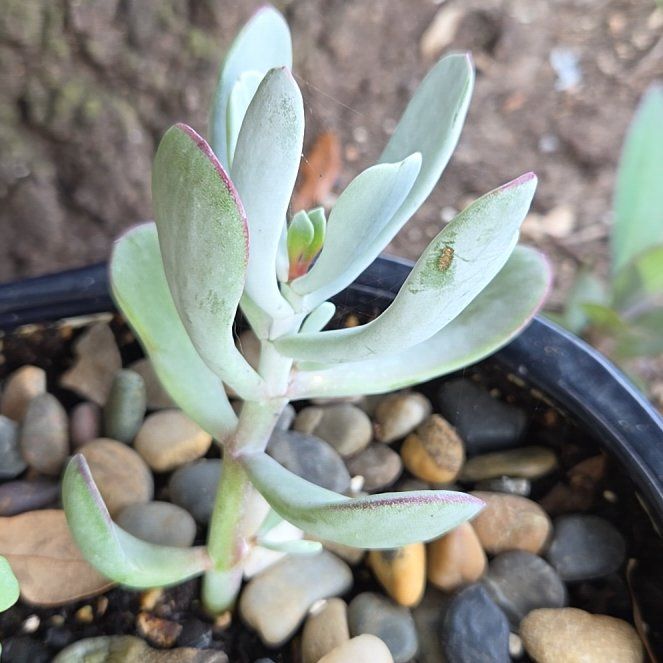 Photo of the plant species Pig's Ear by @PeppyAgarito15 named Pax on Greg, the plant care app