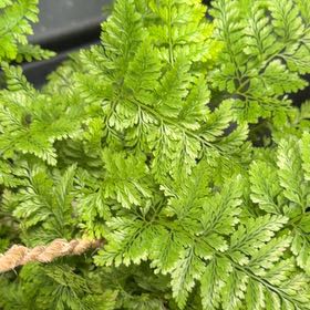 Photo of the plant species Davallia Fern by @HandyBacopa57 named Kobe on Greg, the plant care app