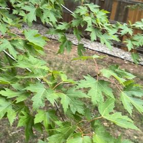 Photo of the plant species Silver Maple by @FunCapealoe78 named Coco on Greg, the plant care app