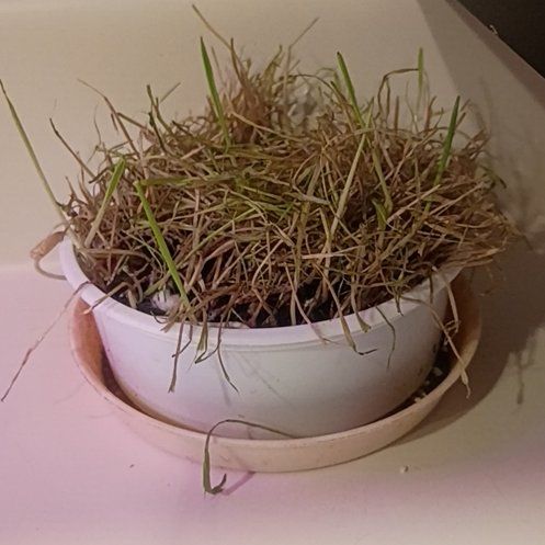 Photo of the plant species Oatgrass by @TrueWildyam7 named Peter Parker on Greg, the plant care app