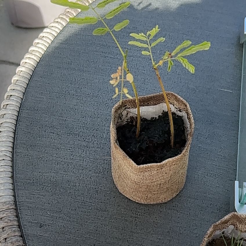 Photo of the plant species Jacaranda by @BonusOrchids15 named Xena on Greg, the plant care app