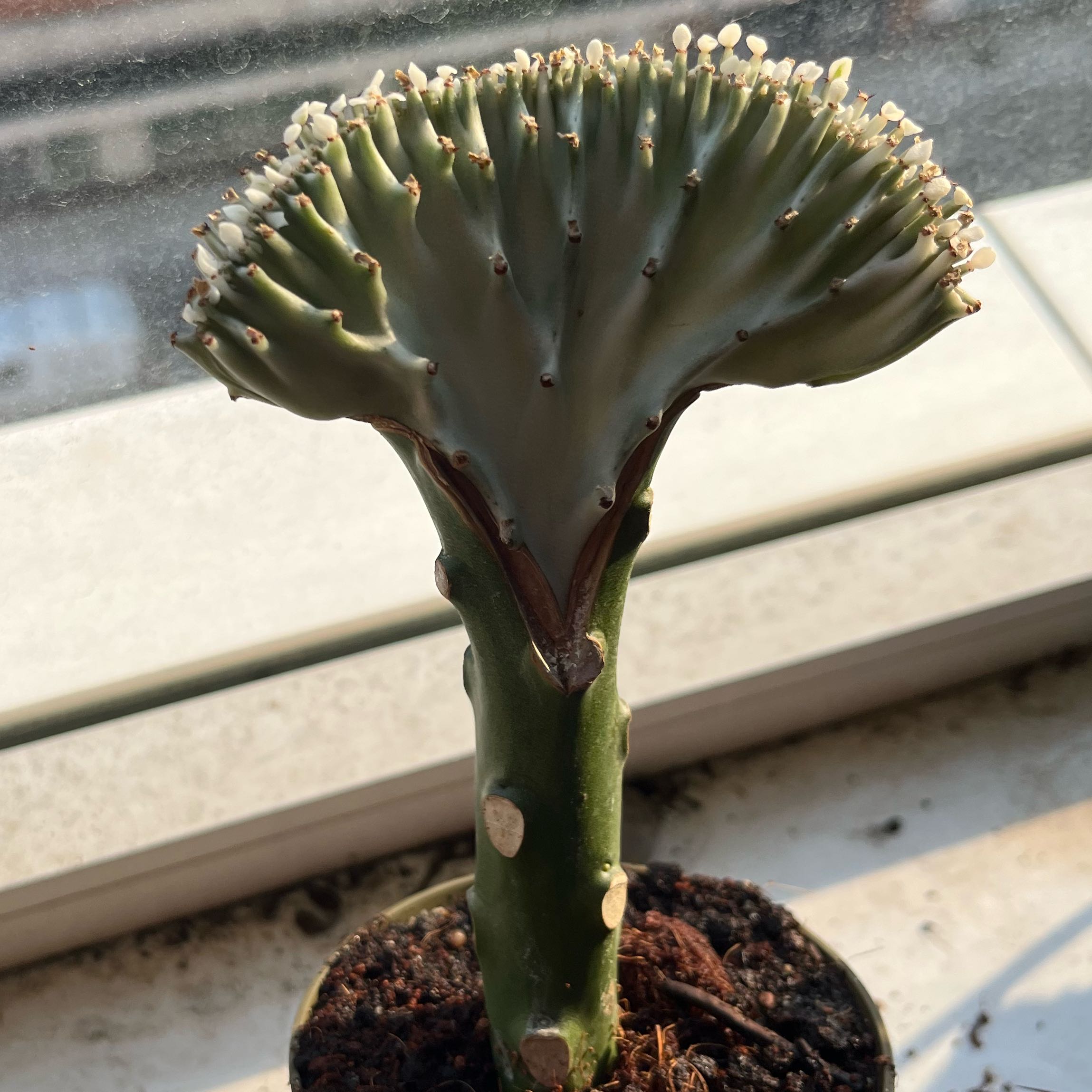 Photo of the plant species Euphorbia cristata by @TryLuckyred45 named Oscar on Greg, the plant care app