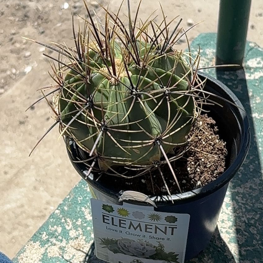 Photo of the plant species Barrel Cactus by @IdolSkimmia38 named Luna on Greg, the plant care app