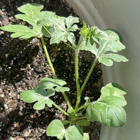 Photo of the plant species Watermelon by @ClearMullein89 named Daphne on Greg, the plant care app