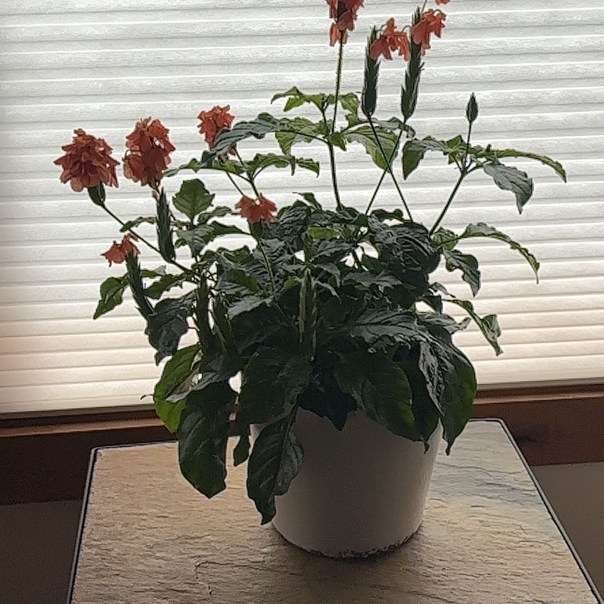 Photo of the plant species Firecracker Flower by @SuccessfulKale1 named Ulysses S Plant on Greg, the plant care app