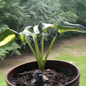 Photo of the plant species Plantain Lily by @HipKeylime54 named Apollo on Greg, the plant care app
