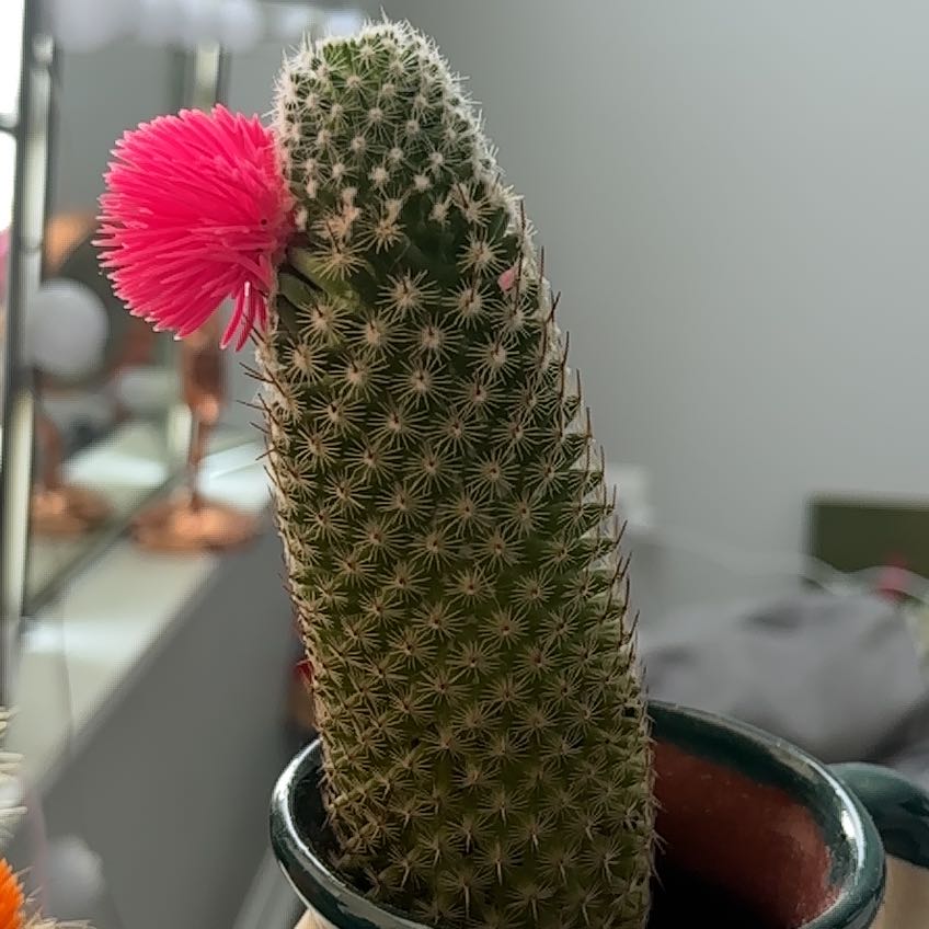 Photo of the plant species Coryphantha erecta by @HighWateroak99 named Pinky on Greg, the plant care app