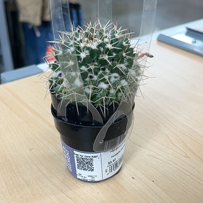 Photo of the plant species Ferocactus horridus by @StockyAjwain13 named Einstein on Greg, the plant care app