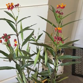 Photo of the plant species Scarlet Milkweed by @HolyNeslia78 named Bella on Greg, the plant care app