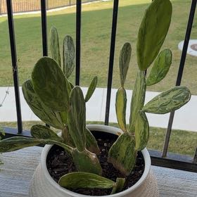 Photo of the plant species Cochineal Cactus by @RewardableKoa48 named Lola on Greg, the plant care app